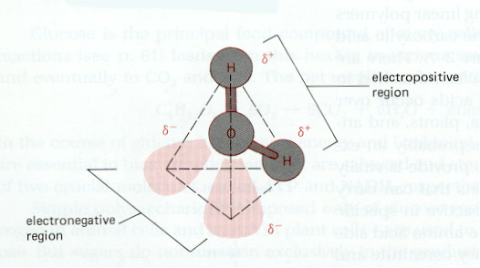 electronegativity diagram of water molecule
